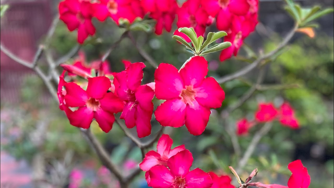 🌱 “Quality plants | Best price | Limited stock!” #explore #gardening 