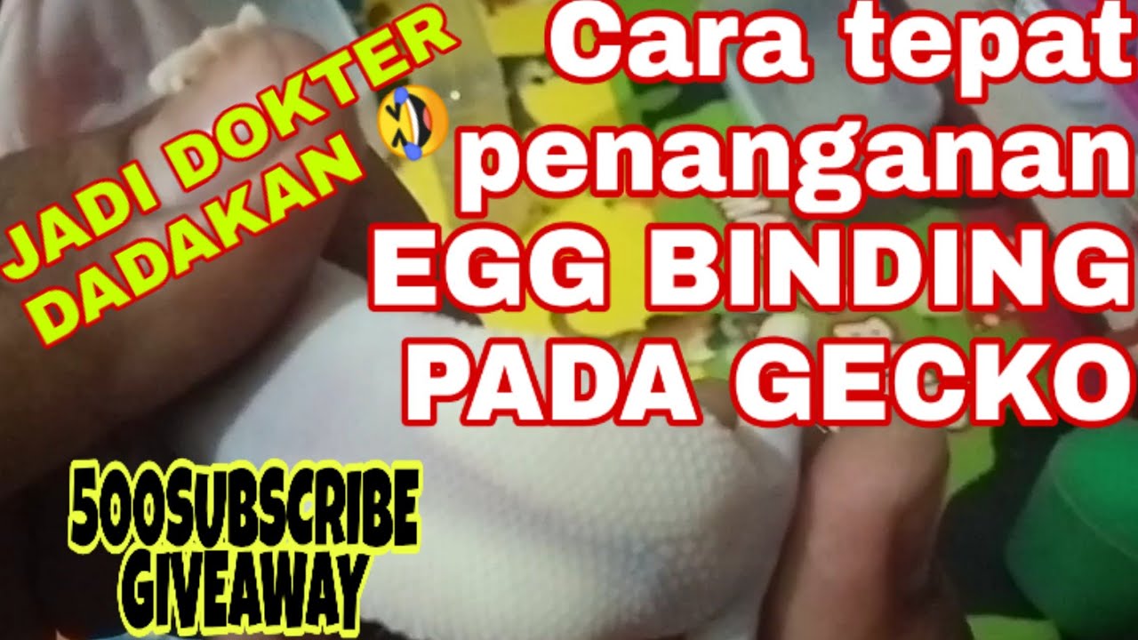#eggbinding #leopardgecko CARA MENGATASI EGG BINDING PADA LEOPARD GECKO