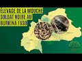 Levage de mouches soldats noires au burkina faso