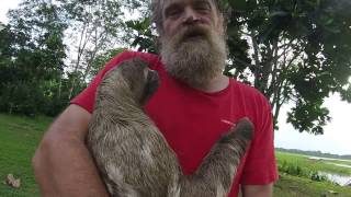 🔵 Meaning of Sloth - The Seven Deadly Sins - Bradypodidae - Sloth - C2 C1 CAE CPE British English