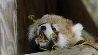 森を探検♪　レッサーパンダの赤ちゃん