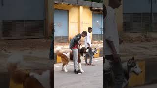 Saint bernard vs husky😱🐕||#shorts