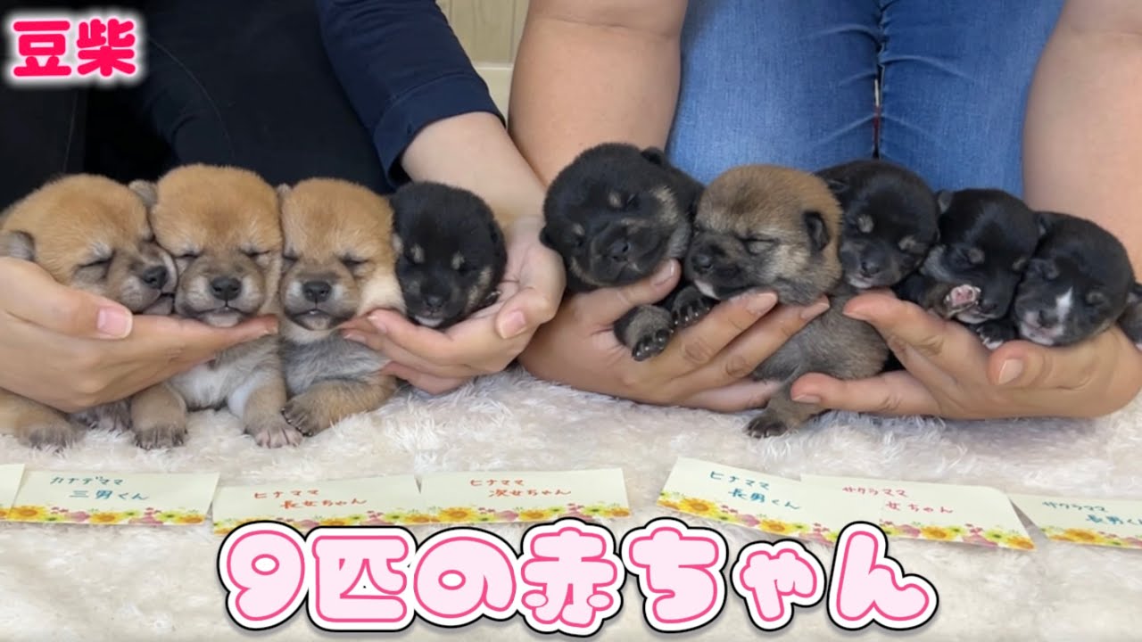 豆柴犬】赤ちゃんがさらに増えました！3親子3兄妹の新たな成長物語が