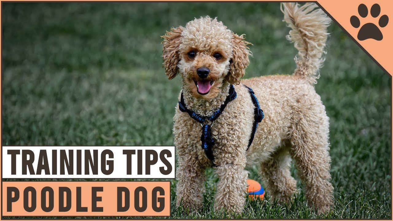 How To Train A Poodle | Dog World