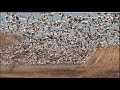 Hunting A Snow Goose Blizzard