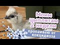 Моим цыплятам 2 недели🐣Пропаиваю от кокцидиоза☝️Китайские Шелковые Цыплята🌸