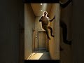 Monkey asks to be recorded doing tricks. #monkey #animals #random #parkour #ai #edit #brainrot