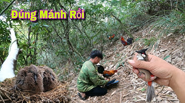 Bẫy Gà Rừng - Tách Chào Mào Đầu Đàn - Tổ Chim Non | Dân Tộc Tây Bắc Tv