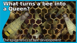 What turns a bee into a Queen? The epigenetics of bee development