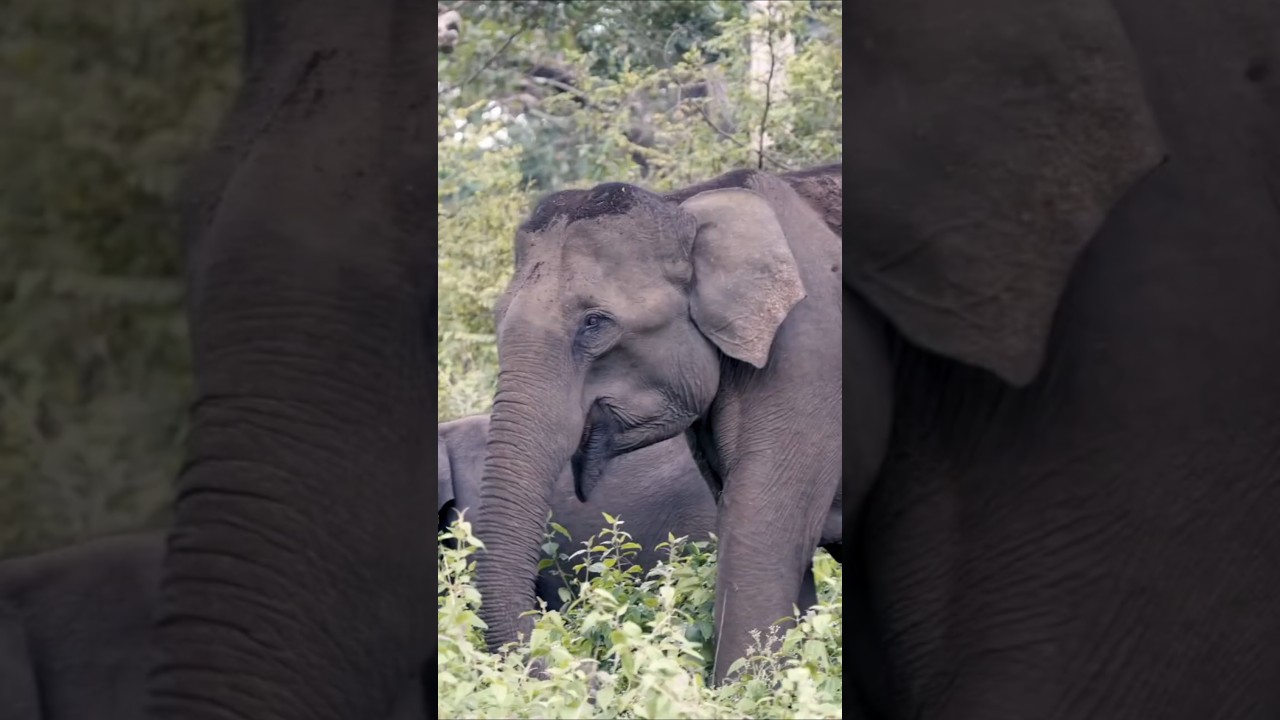 The Black Panther's Biggest Mistake !Attacks Baby Elephant and Gets Crushed