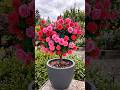 🌹 Grow a stunning rose bush from just a single cutting!