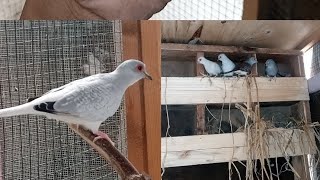 Dove colony breeding colony ????lovebirds morningroutine