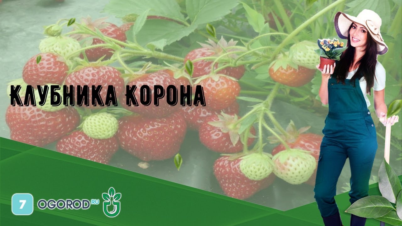 Клубника корона фото описание