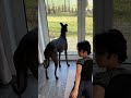 【同性婚のきっかけは保護犬ビジョン】#shorts
