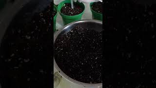 Planting New Seeds 🌱 (Runtz Muffin)