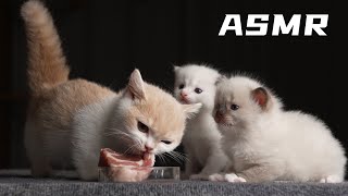 Kitten Eating  Frenched rack of lamb ASMR