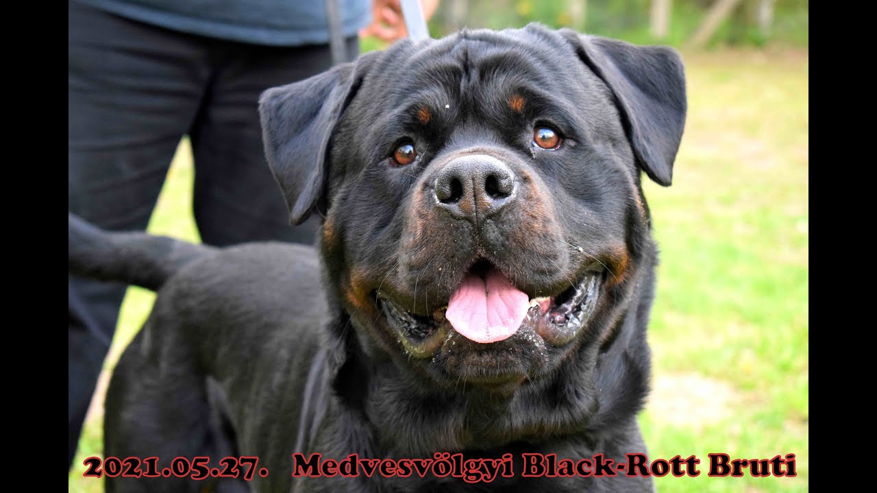 20210527 Medvesvölgyi Black-Rott Bruti - YouTube