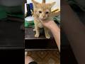 Cat đòi nựng #cat #shorts