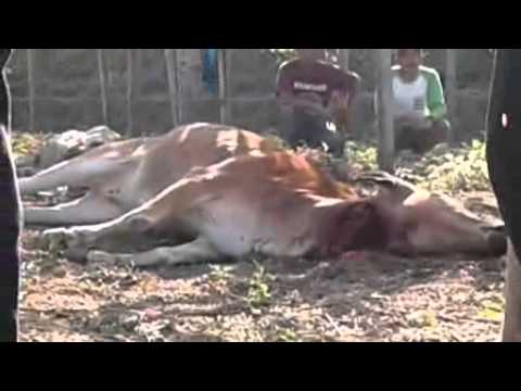 Sapi Qurban ngamuk di tajur 01-04.mp4 - YouTube