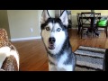 Mishka the Talking Husky wants Chinese Food! - Dog Talking