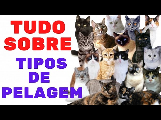 Personalidade do gato pela cor da pele: o que a ciência descobriu! —  Eightify