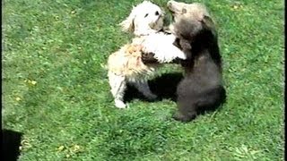 GRIZZLY BEAR CUB & Little Dog Playing