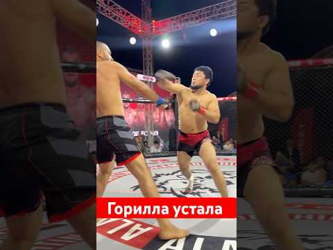 Горилла устала 😥 #mma #видеостудия #мма #съемкифильма #фотографалматы #ufc #фудфотограф #бокс
