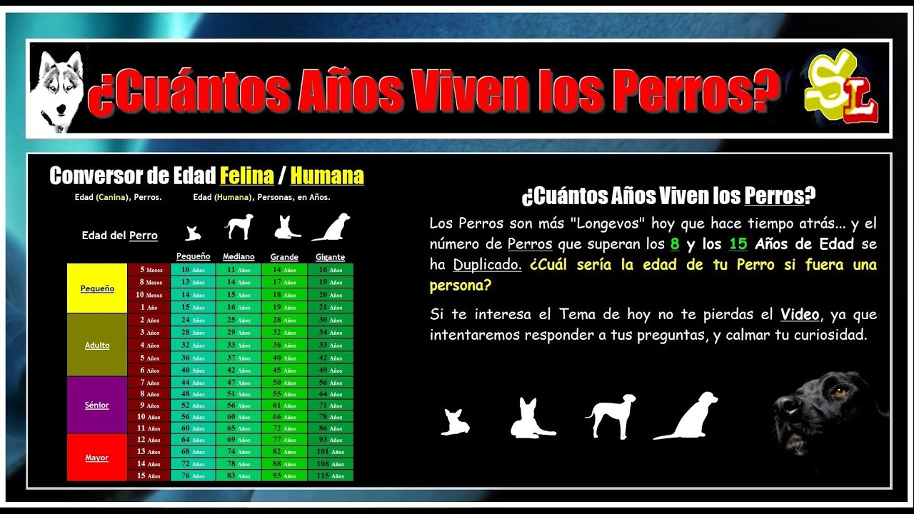 ¿Cuántos Años Viven los Perros? Tabla de Equivalencia, Conversor de Edad Canina, a Humana YouTube ¿Cuántos Años Viven los Perros? Tabla de Equivalencia, Conversor de Edad Canina, a Humana YouTube