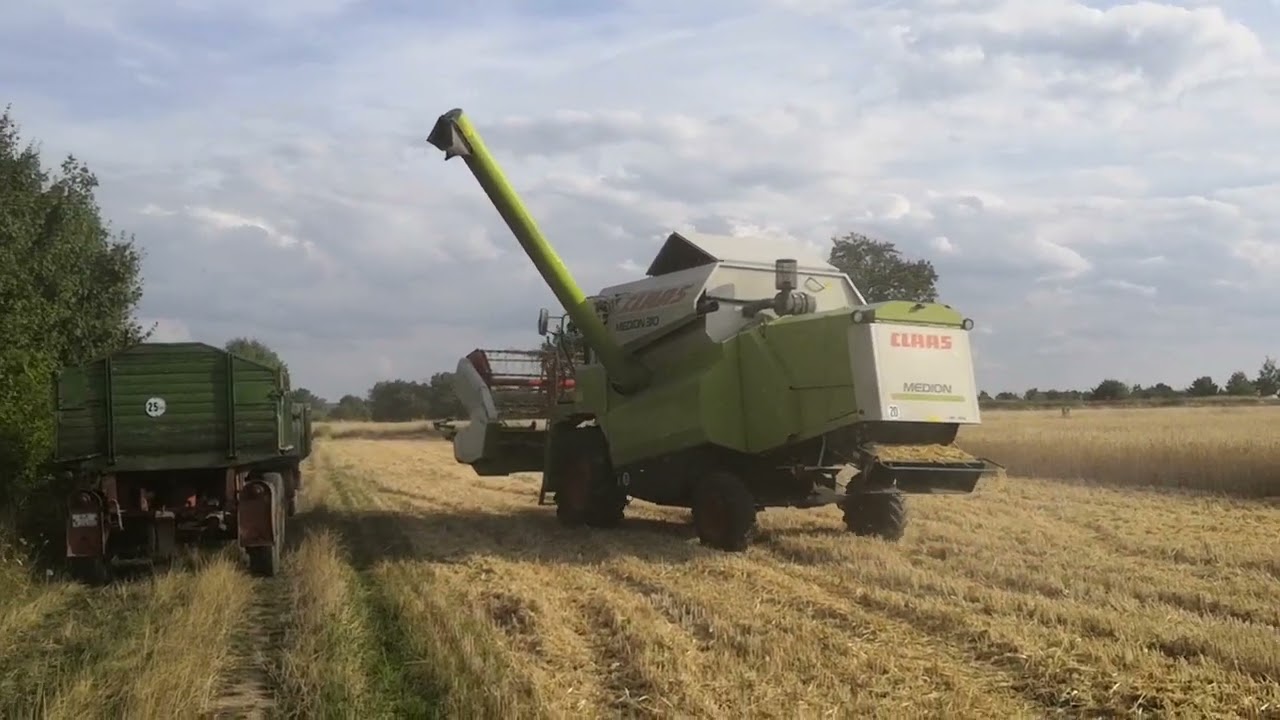 Claas Medion 310 Roggen Ernte 2022 in der Rheinebene