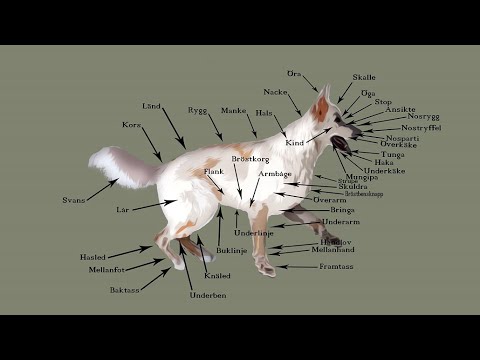 Hundens Anatomi