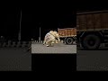 Trending truck fall 🐘 // bone inlay elephant 24"// premium handicraft// #trending #viral
