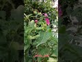 جمع بذور شب الظريف او لاله عباس او وردة الساعة الرابعة