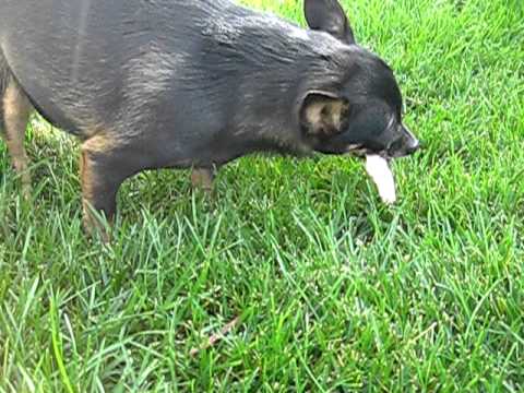 chihuahua barf