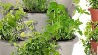 6 Medicinal Plants/Herbs For Your Home Garden & Uses