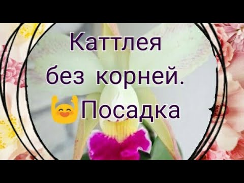 Каттлея без корней.  Посадка каттлеи без корней.