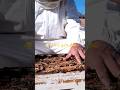 نحل هادئ ماشاء الله#فيديو شورط###
