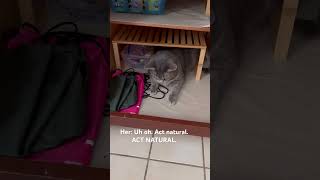 Why the guilty look?? 🥰 #catshorts #cat #catrescue #rescuecat #fostercats #cute #funny #catvideos