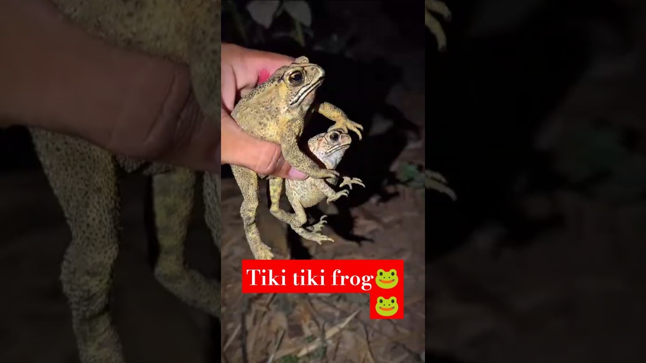 funny frog tiki tiki 
