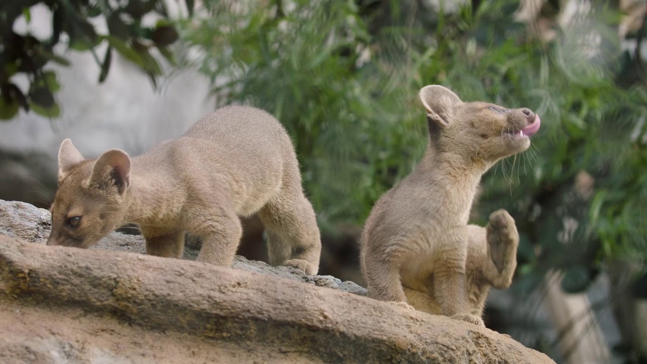 fossa pups frolic play youtube