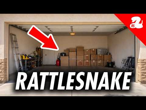 Rattlesnakes in Stack of Boxes Found by Homeowner - YouTube