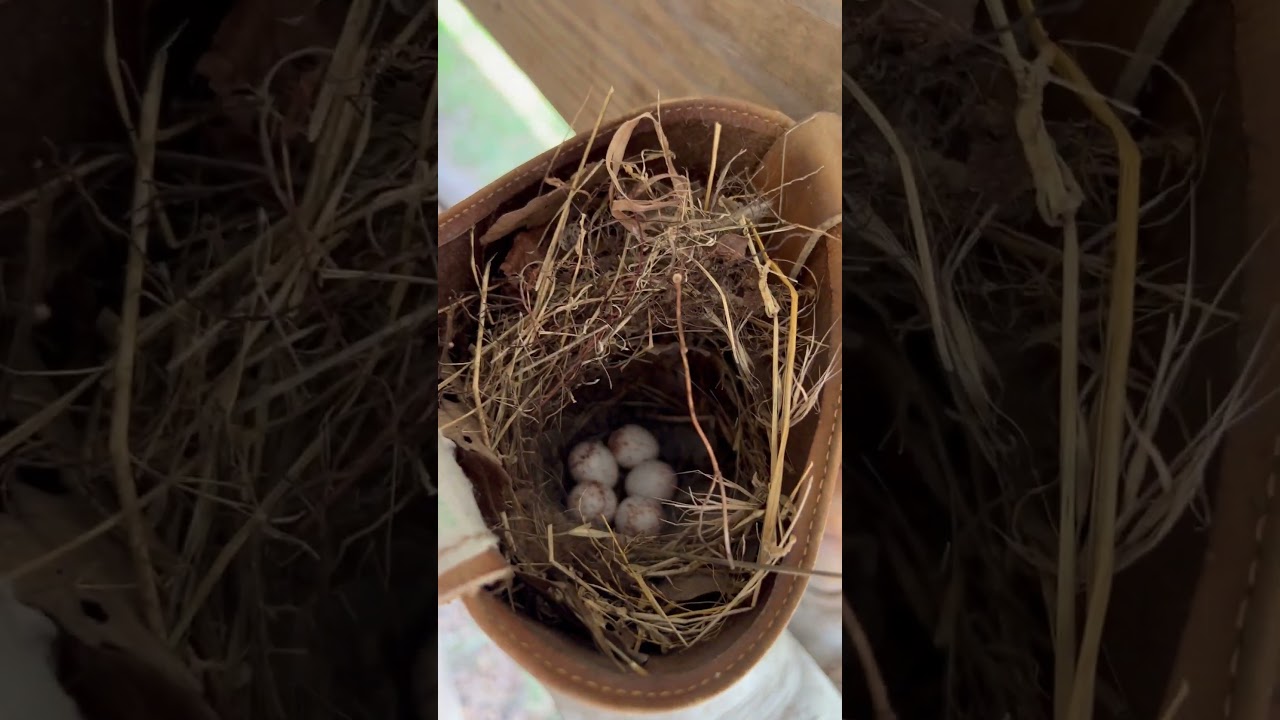 Checking on the bird nest. 😳 🤣