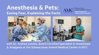 Anesthesia & Pets — Easing Fear, Explaining the Facts