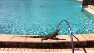 IMG 40901