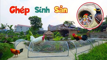 Làm Chuồng Gà Mới Và Ghép Hết Sáo Vào Avi Sinh Sản / Quế Nghịch