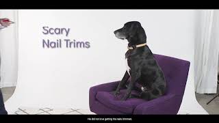 Scratchpad - Nail File For Dogs