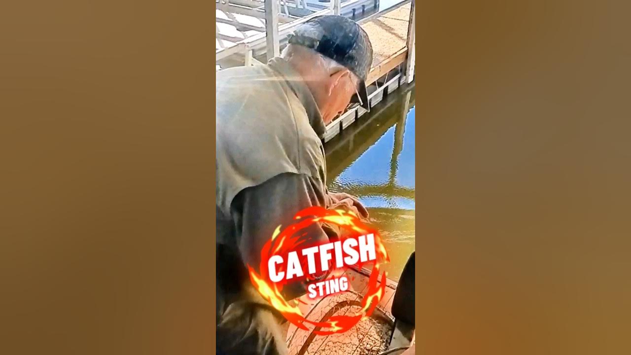 Catfish stung Dad's hand, but he gets revenge. thatguyinthewheelchair