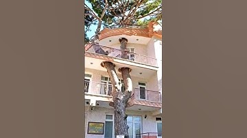 The house has a unique design #construction #architecture #shorts