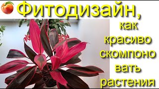 Комнатные цветы стильно смотрятся Как и какие цветы скомпоновать дома