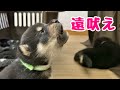 【柴犬 子犬】犬らしく遠吠えの練習を披露する子犬