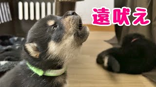 【柴犬 子犬】犬らしく遠吠えの練習を披露する子犬